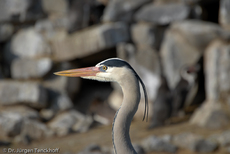 Graureiher (4 von 15).jpg